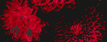 Load image into Gallery viewer, Red &amp; Black Flowers Lap Blanket - PDF Download Pattern Only
